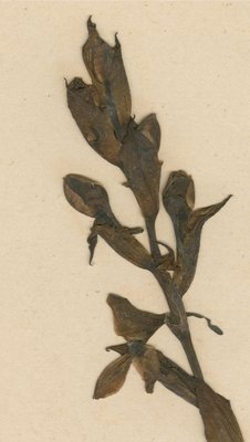 COI00068035 - Disa compta - Gossweiler, John - 3282