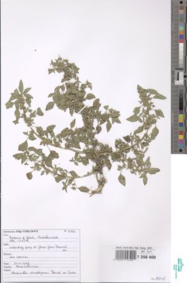 Amaranthus standleyanus Parodi ex Covas