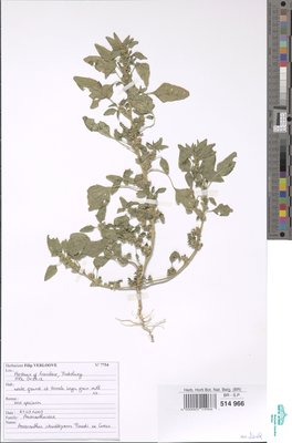 Amaranthus standleyanus Parodi ex Covas
