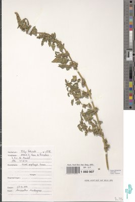 Amaranthus standleyanus Parodi ex Covas