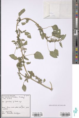 Amaranthus standleyanus Parodi ex Covas