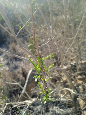 Lycium europaeum L.: leaf