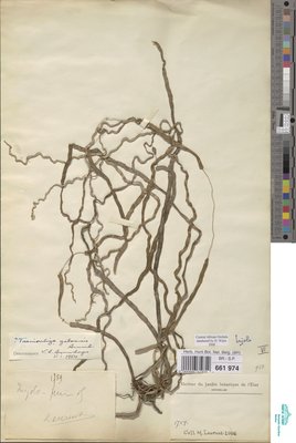 Taeniorrhiza gabonensis Summerh.