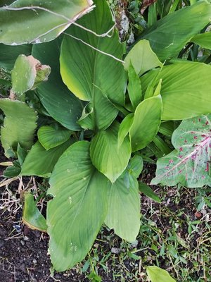 Curcuma longa L.: leaf