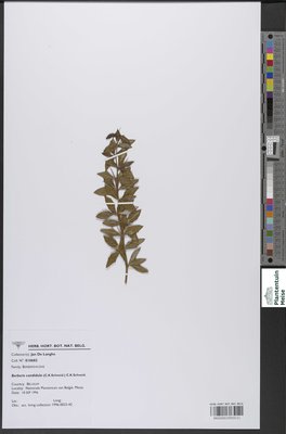 Berberis candidula (C.K.Schneid.) C.K.Schneid.