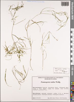 Potamogeton rutilus Wolfg. (Рдест красноватый), Moscow University Herbarium