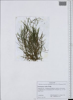Potamogeton rutilus Wolfg. (Рдест красноватый), Moscow University Herbarium
