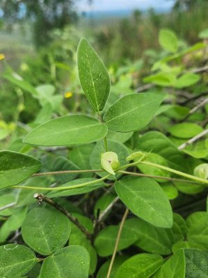 Macrotyloma uniflorum (Lam.) Verdc.: leaf