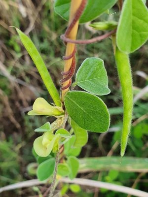 Macrotyloma uniflorum (Lam.) Verdc.: fruit