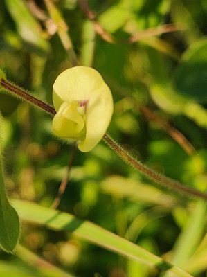 Macrotyloma uniflorum (Lam.) Verdc.: flower