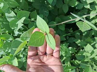 Macrotyloma uniflorum (Lam.) Verdc.: leaf