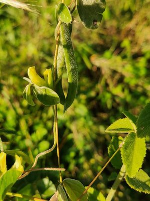 Macrotyloma uniflorum (Lam.) Verdc.: habit