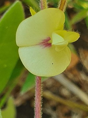 Macrotyloma uniflorum (Lam.) Verdc.: flower