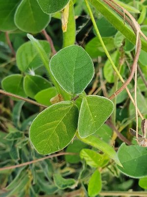 Macrotyloma uniflorum (Lam.) Verdc.: leaf