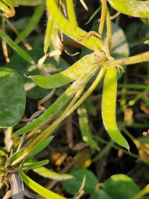 Macrotyloma uniflorum (Lam.) Verdc.: fruit