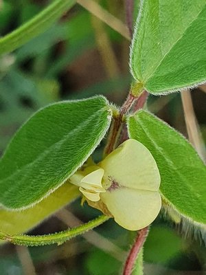 Macrotyloma uniflorum (Lam.) Verdc.: leaf