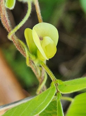 Macrotyloma uniflorum (Lam.) Verdc.: flower