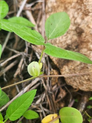 Macrotyloma uniflorum (Lam.) Verdc.: flower