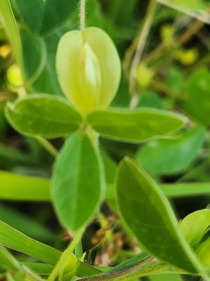 Macrotyloma uniflorum (Lam.) Verdc.: leaf