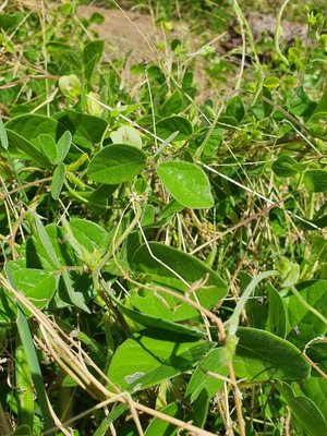 Macrotyloma uniflorum (Lam.) Verdc.: leaf