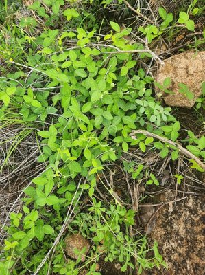 Macrotyloma uniflorum (Lam.) Verdc.: habit