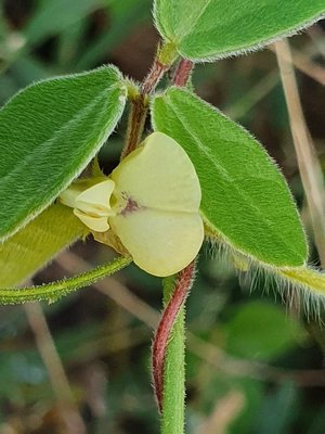 Macrotyloma uniflorum (Lam.) Verdc.: flower