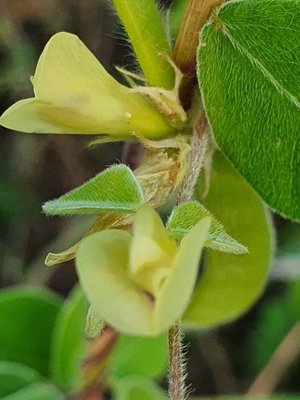 Macrotyloma uniflorum (Lam.) Verdc.: flower