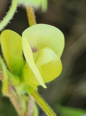 Macrotyloma uniflorum (Lam.) Verdc.: flower