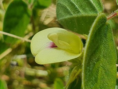 Macrotyloma uniflorum (Lam.) Verdc.: flower