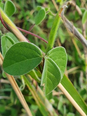 Macrotyloma uniflorum (Lam.) Verdc.: leaf