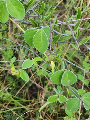 Macrotyloma uniflorum (Lam.) Verdc.: leaf