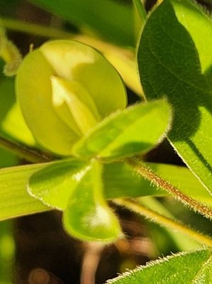 Macrotyloma uniflorum (Lam.) Verdc.: flower