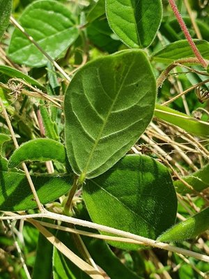 Macrotyloma uniflorum (Lam.) Verdc.: leaf