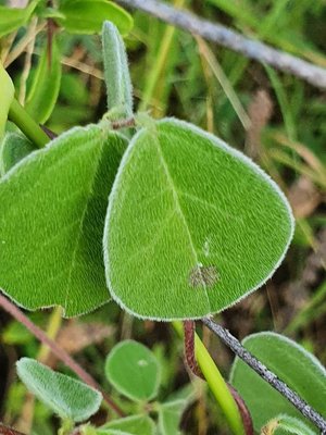 Macrotyloma uniflorum (Lam.) Verdc.: leaf