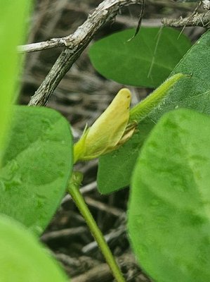 Macrotyloma uniflorum (Lam.) Verdc.: other