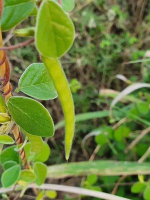 Macrotyloma uniflorum (Lam.) Verdc.: fruit
