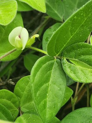 Macrotyloma uniflorum (Lam.) Verdc.: flower