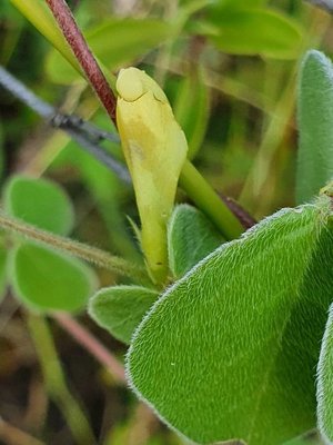 Macrotyloma uniflorum (Lam.) Verdc.: flower