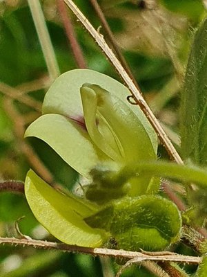 Macrotyloma uniflorum (Lam.) Verdc.: flower