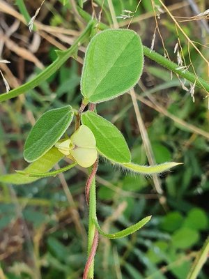 Macrotyloma uniflorum (Lam.) Verdc.: flower