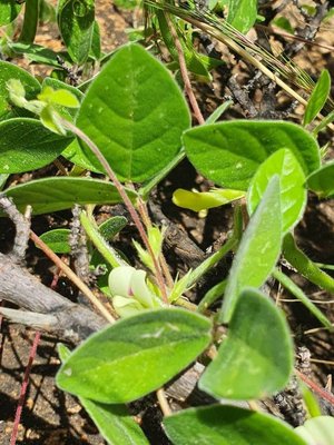 Macrotyloma uniflorum (Lam.) Verdc.: leaf