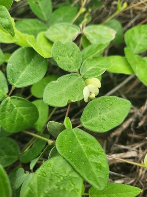 Macrotyloma uniflorum (Lam.) Verdc.: flower