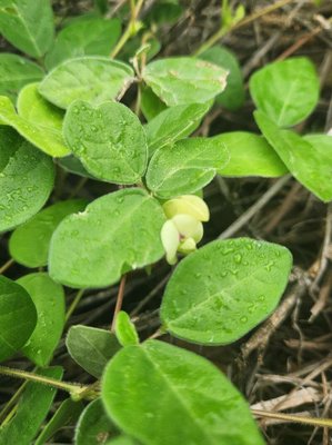 Macrotyloma uniflorum (Lam.) Verdc.: flower