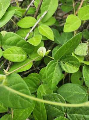 Macrotyloma uniflorum (Lam.) Verdc.: leaf