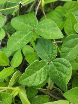 Macrotyloma uniflorum (Lam.) Verdc.: leaf