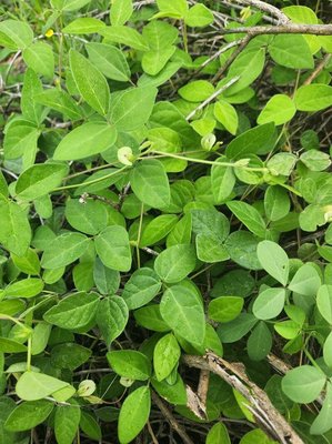 Macrotyloma uniflorum (Lam.) Verdc.: habit