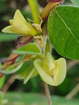 Macrotyloma uniflorum (Lam.) Verdc.: flower