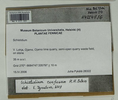 Schistidium confusum H.H. Blom, Moscow University Herbarium