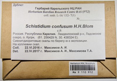 Schistidium confusum H.H. Blom, Moscow University Herbarium