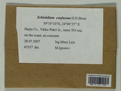 Schistidium confusum H.H. Blom, Moscow University Herbarium